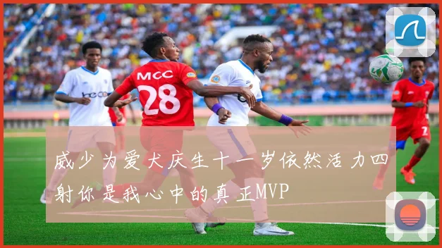 威少为爱犬庆生十一岁依然活力四射你是我心中的真正MVP